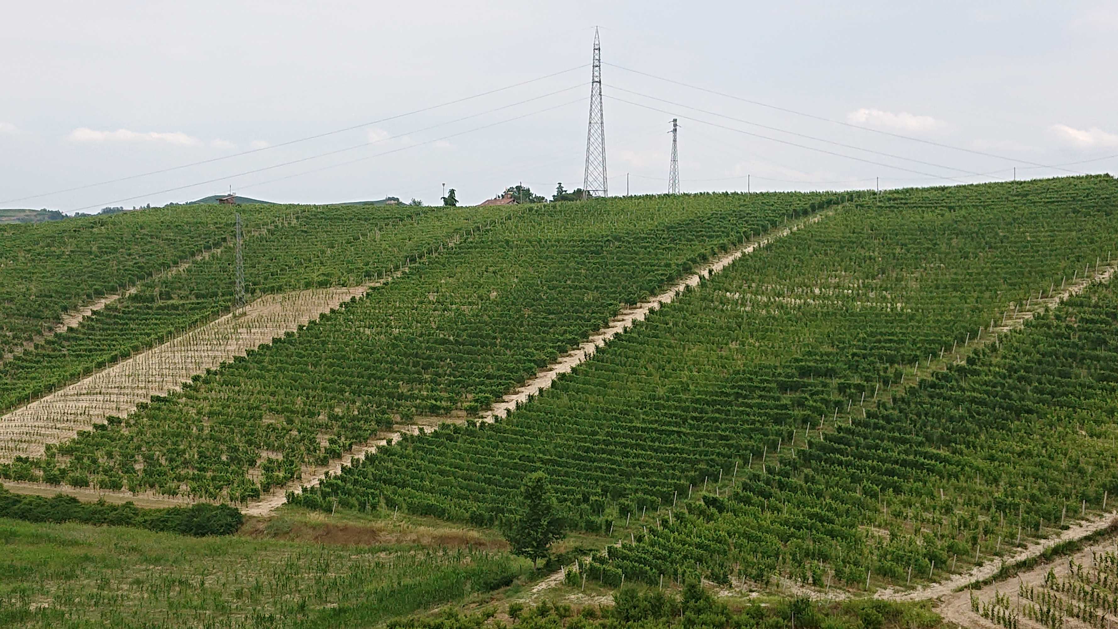 Udsigt til vinmarken SRU fra Lanzarotti